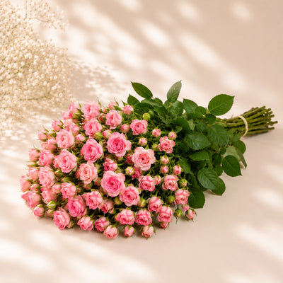 Pink Baby Roses Wholesale