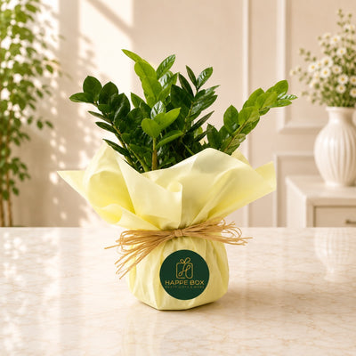 Elegant Zamioculcas Plant In Decorative Gift Wrap - 35 Cm