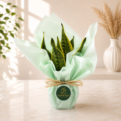 Indoor Snake Plant In Decorative Wrapping - 35 Cm