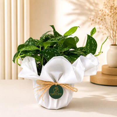 Elegant Pothos Plant For Home & Office Décor