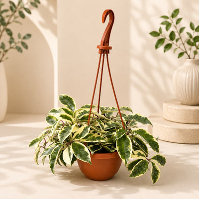 Premium Hanging Hoya Plant For Indoor Décor