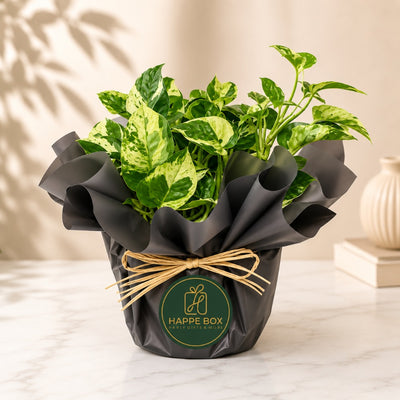 Elegant Golden Pothos For Home & Office Décor