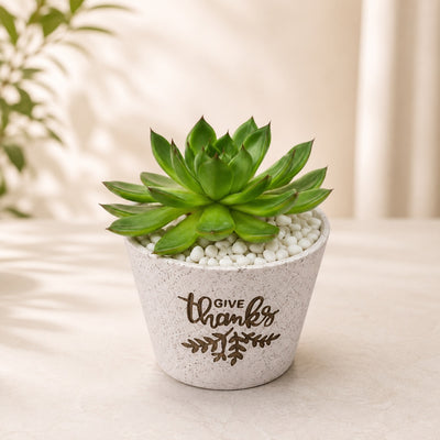 Green Echeveria Succulent For Home & Office Décor