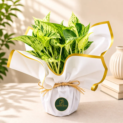 Marble Queen Pothos Indoor Plant In Decorative Gift Wrap