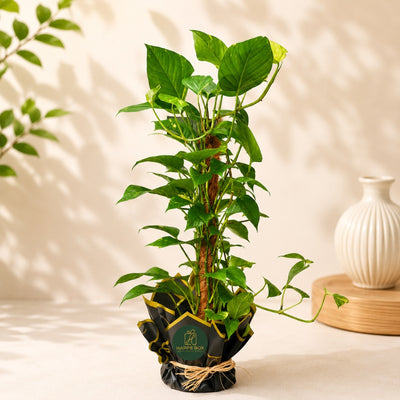 Golden Pothos Plant For Home & Office Décor - 102 Cm