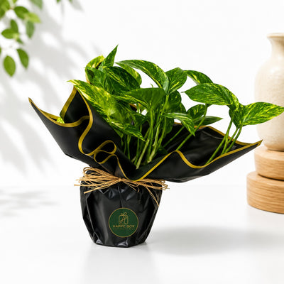 Elegant Golden Pothos House Plant In Decorative Gift Wrap - 34 Cm