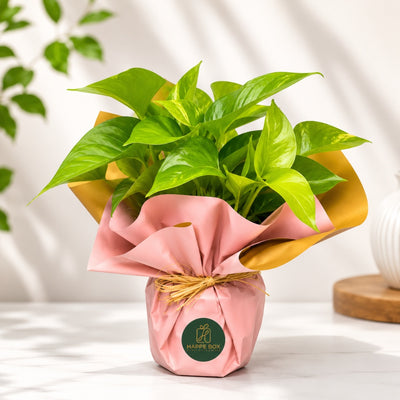 Elegant Neon Pothos House Plant In Pink Gift Wrap - 33 Cm