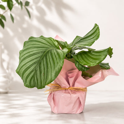 Elegant Calathea Orbifolia Indoor Plant Gift - 37 Cm