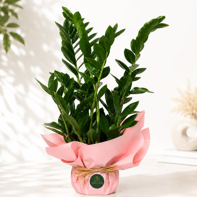 Luxury Zamioculcas Zamiifolia House Plant Gift - 68 Cm