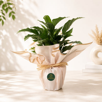 Calathea Freddie House Plant In Decorative Gift Wrap - 33 Cm