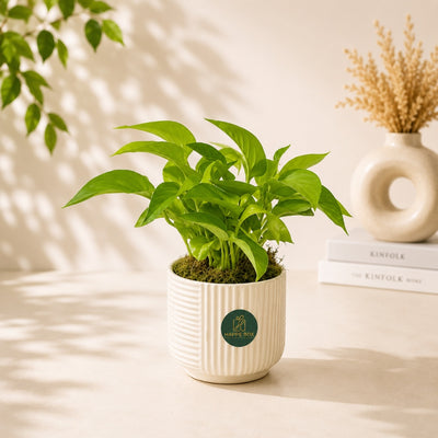 Bright Neon Pothos Indoor Plant In Modern Planter - 33 Cm