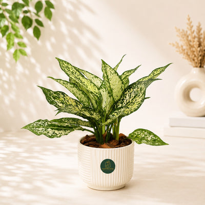 Aglaonema Snow White House Plant In White Ceramic Pot - 35 Cm