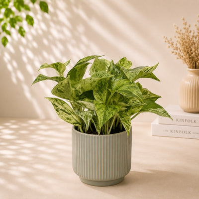 Marble Queen Pothos House Plant In Ceramic Pot - 30 Cm