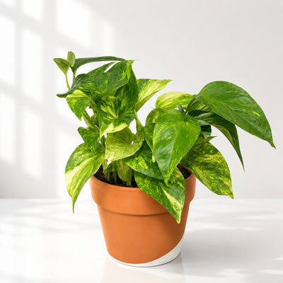 Golden Pothos House Plant in Decorative Pot - 30 Cm