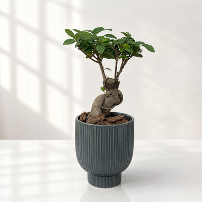 Premium Ficus Microcarpa Bonsai Tree in Ceramic Planter - 41 Cm