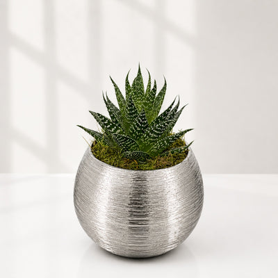 Elegant Zebra Haworthia Indoor Succulent Plant - 18 Cm