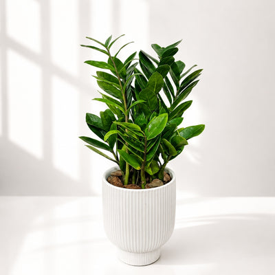Modern ZZ Plant in Ribbed Ceramic Pot - 44 Cm