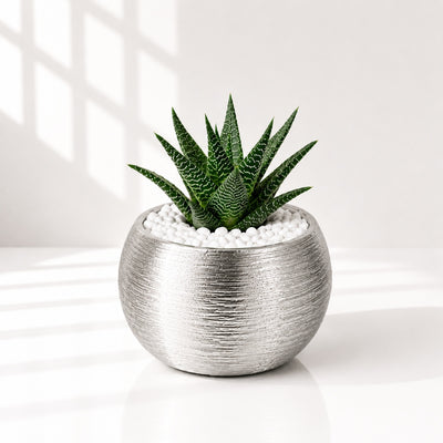 Decorative Haworthia Succulent in Metallic Pot - 18 Cm