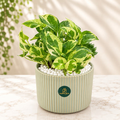 Indoor Pearls and Jade Pothos in Decorative Ceramic Pot - 33 Cm