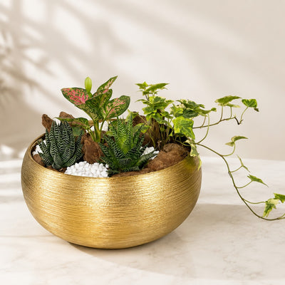 Mixed Green Plant Arrangement in Gold Bowl - 25 Cm
