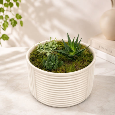 White Ceramic Succulent Arrangement - 28 Cm