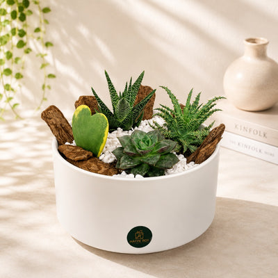 Premium Succulent Garden with Heart Hoya Plant - 28 Cm