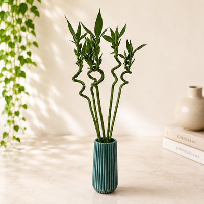 Lucky Bamboo Arrangement in Ceramic Vase - 86 Cm