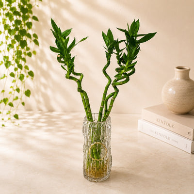 Spiral Lucky Bamboo in Glass Vase - 60 Cm