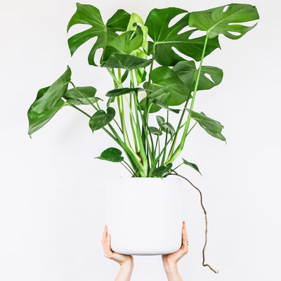 Indoor Monstera Deliciosa Plant