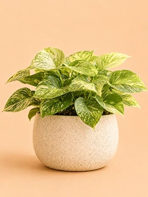Plants