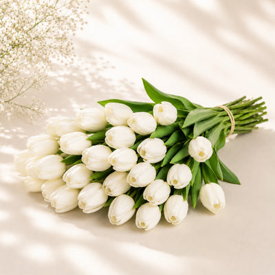 White Tulip Wholesale