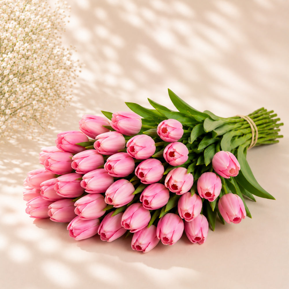 Pink Tulip Wholesale