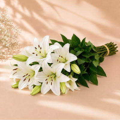 White Lily Wholesale