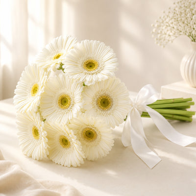 White Gerbera Wholesale
