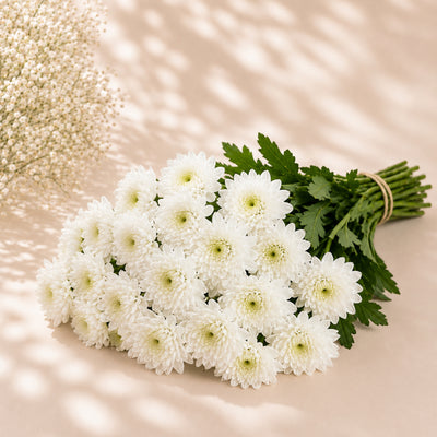 White Chrysanthemum Wholesale