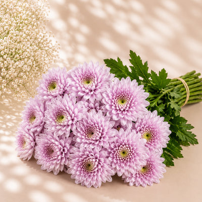 Pink Chrysanthemum Wholesale