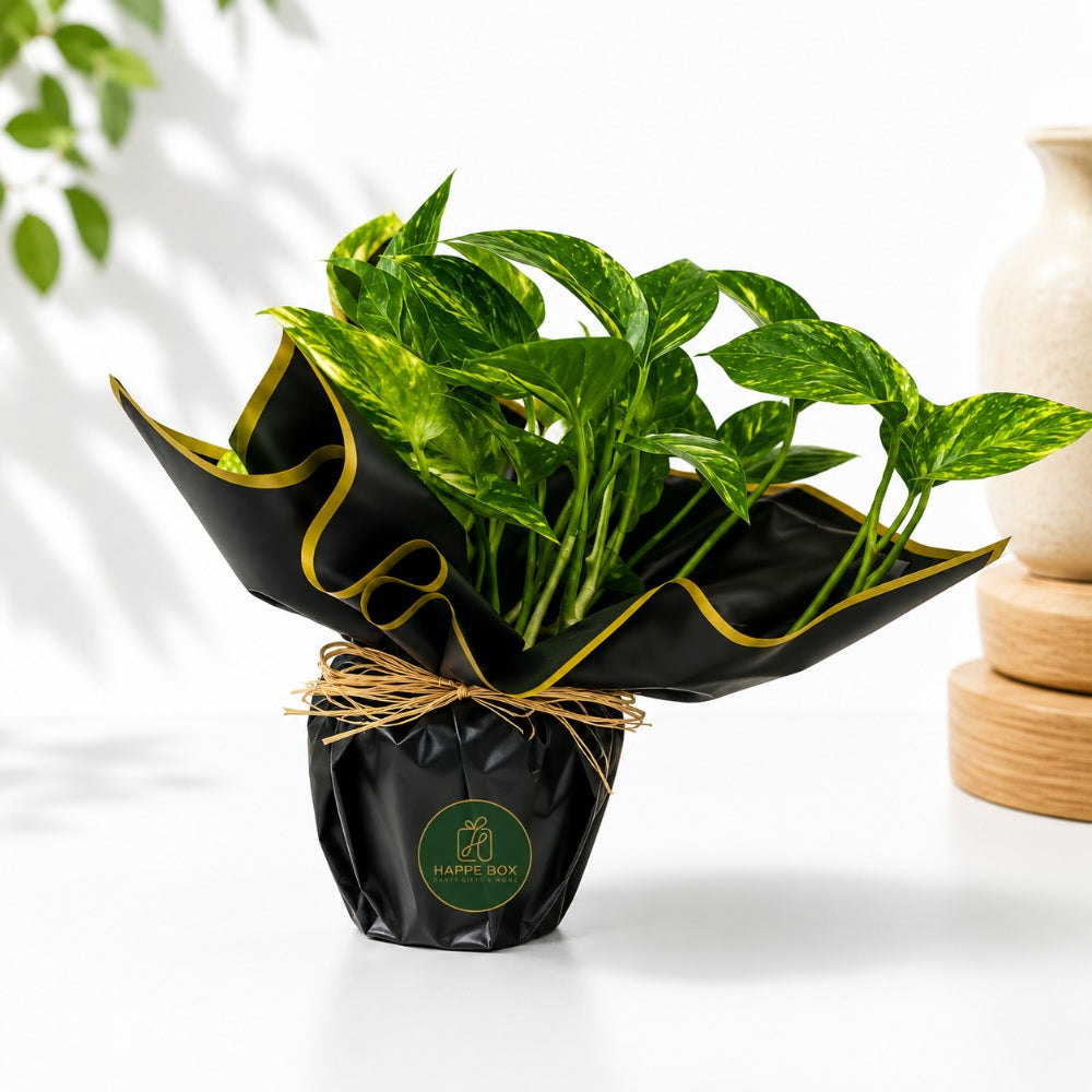 Elegant Golden Pothos House Plant In Decorative Gift Wrap - 34 Cm