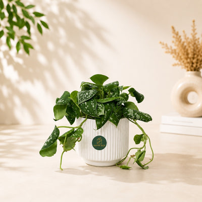 Elegant Silver Satin Pothos Indoor Plant - 22 Cm