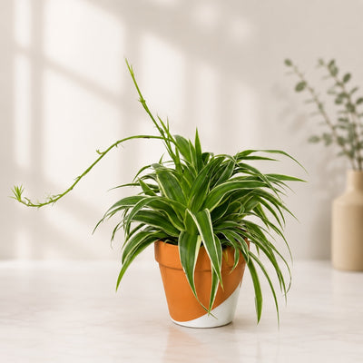 Premium Spider Plant with Baby Plantlets - 30 Cm