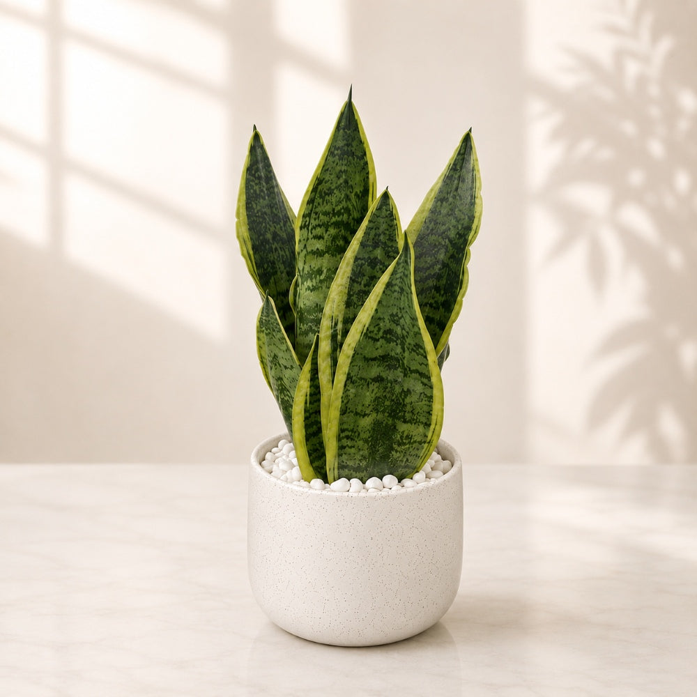 Premium Indoor Snake Plant in Ceramic Planter - 36 Cm