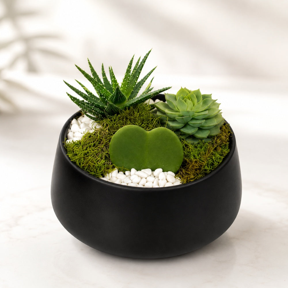 Mixed Succulent Arrangement in Black Ceramic Pot - 19 Cm