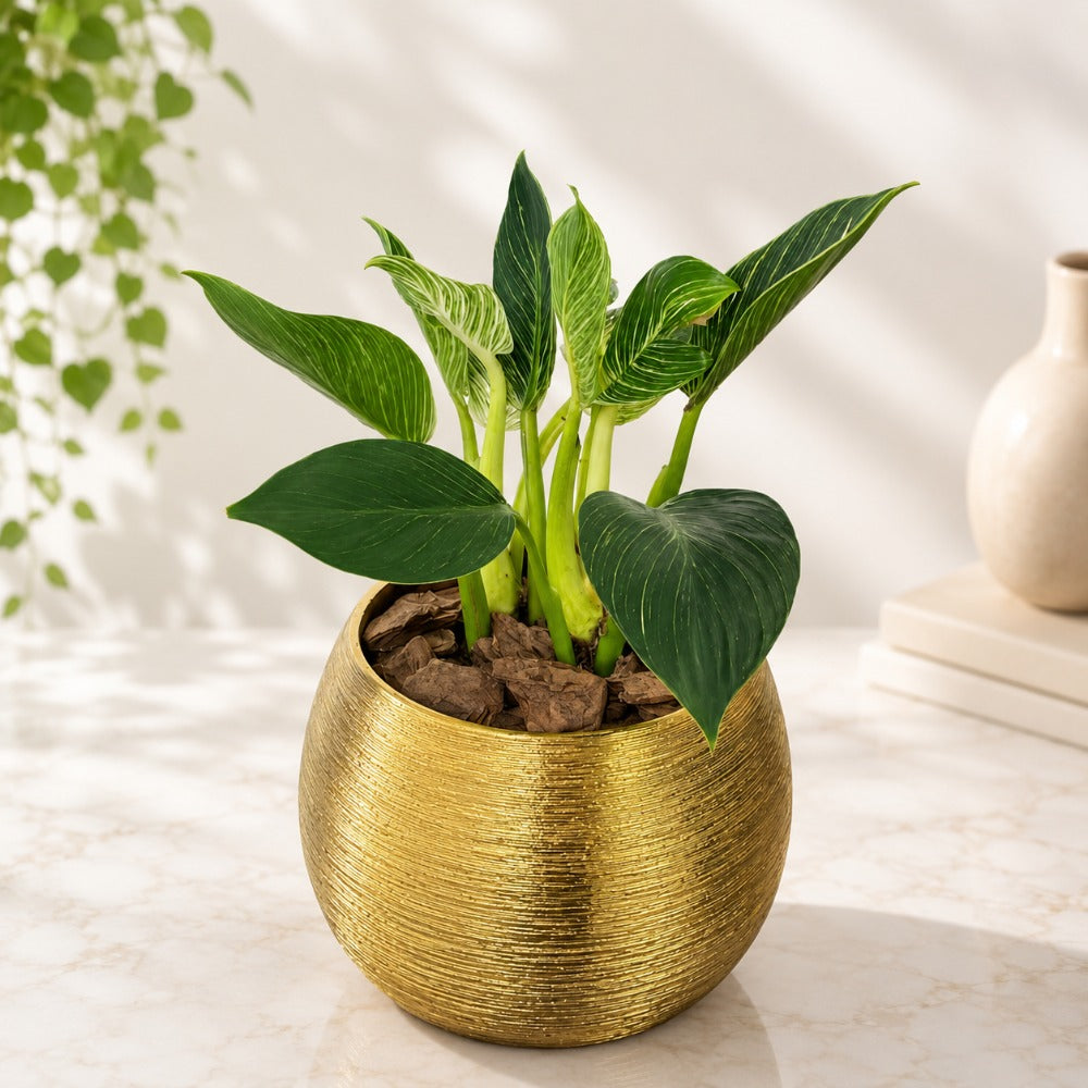 Philodendron Birkin in Gold Ceramic Planter - 37 Cm