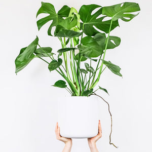 Indoor Monstera Deliciosa Plant